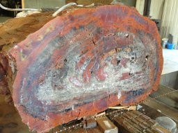 Petrified Wood Speciman